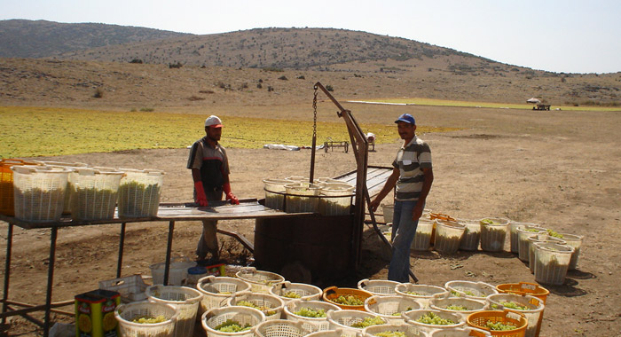 Farmer's Program